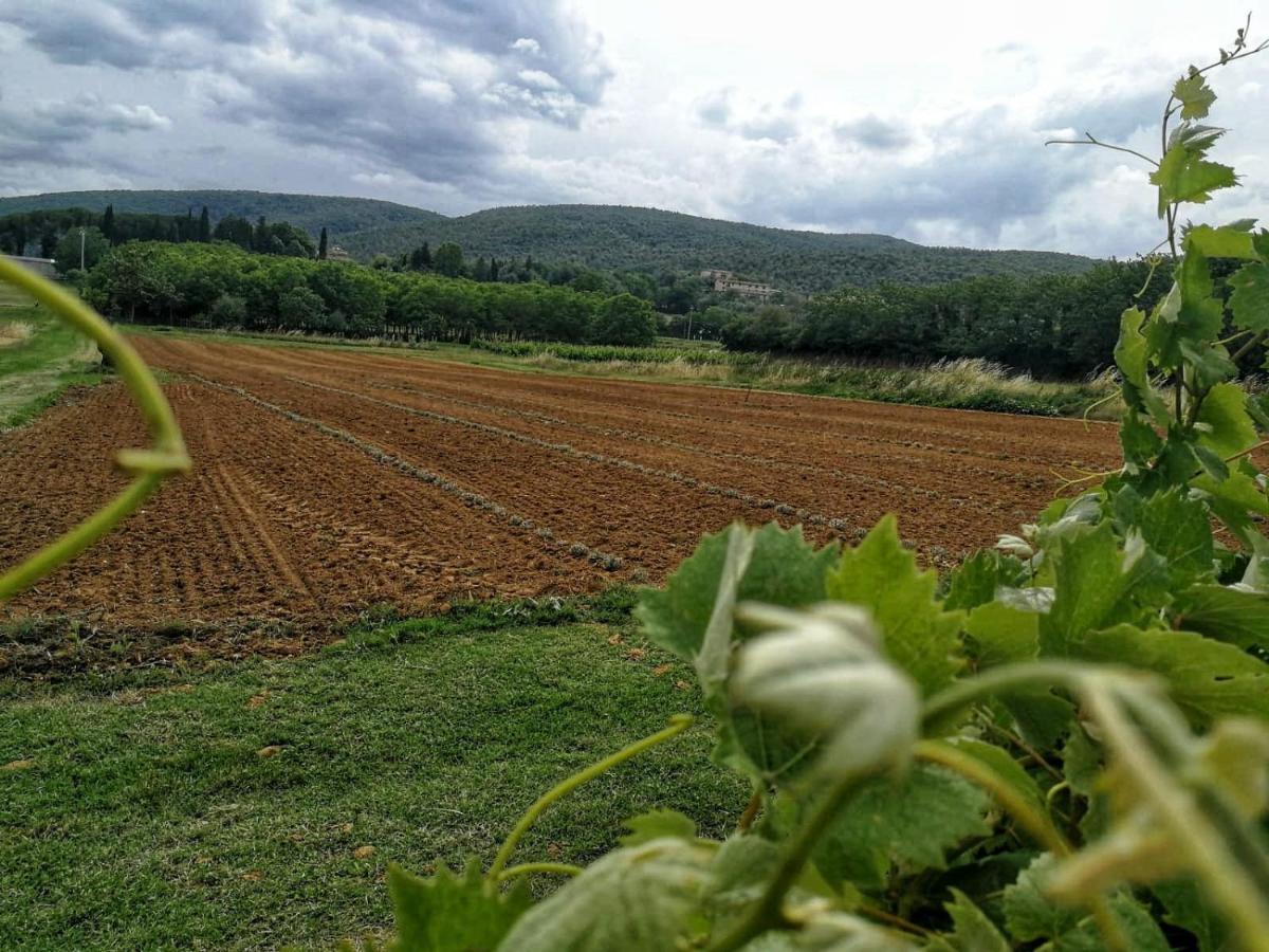 Claudia Vacanza Toscana - Appartamento Nocciolo- 10 Min Da Siena Malignano Bagian luar foto